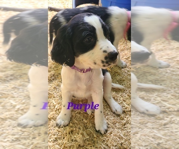 Medium Photo #6 English Springer Spaniel Puppy For Sale in PENDLETON, OR, USA