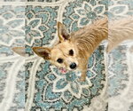 Small Photo #6 Mutt Puppy For Sale in San Leon, TX, USA