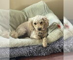 Small Poodle (Miniature) Mix