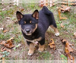 Shiba Inu Puppy for sale in CLARK, MO, USA