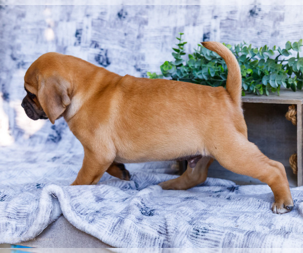 Medium Photo #39 Puggle Puppy For Sale in WAKARUSA, IN, USA