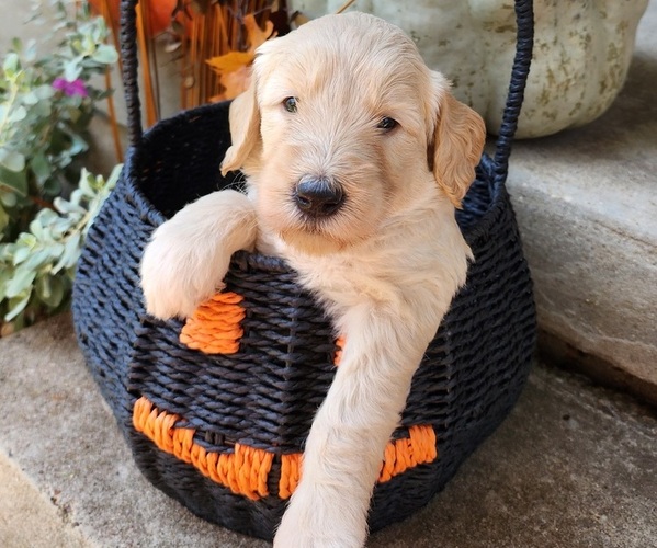 Medium Photo #1 Doodle-Goldendoodle Mix Puppy For Sale in WACO, TX, USA