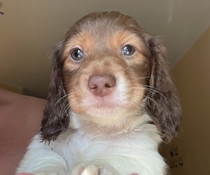Dachshund Puppy for sale in LAS VEGAS, NV, USA