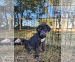 Small #10 Catahoula Leopard Dog