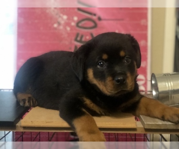 Medium Photo #21 Rottweiler Puppy For Sale in ANTIOCH, CA, USA