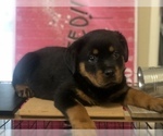 Small Photo #21 Rottweiler Puppy For Sale in ANTIOCH, CA, USA