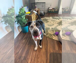 Cosma - Female Pointer-Unknown Mix Dog for Adoption - Photo #8