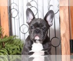 Small Photo #3 French Bulldog Puppy For Sale in NAPLES, FL, USA
