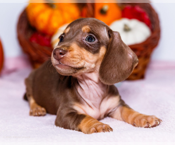 Medium Photo #5 Dachshund Puppy For Sale in WAKARUSA, IN, USA