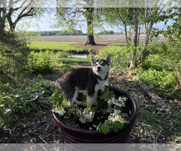 Medium Photo #39 Siberian Husky Puppy For Sale in ALTON, IL, USA