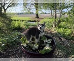 Small Photo #39 Siberian Husky Puppy For Sale in ALTON, IL, USA
