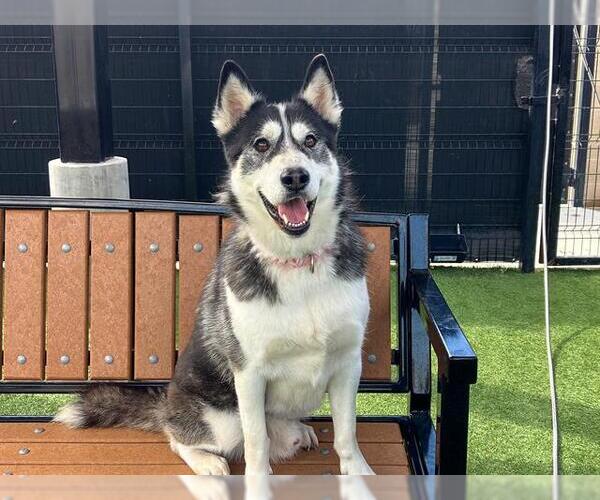 Medium Photo #7 Siberian Husky Puppy For Sale in Orange, CA, USA