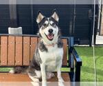 Small #6 Siberian Husky