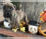 Small Photo #5 Cane Corso Puppy For Sale in WALTERS, OK, USA