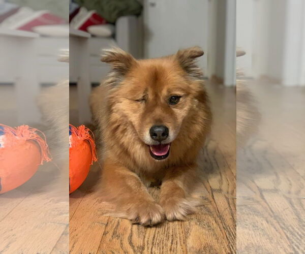 Medium Photo #2 Chow Chow-Golden Retriever Mix Puppy For Sale in San Diego, CA, USA