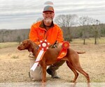 Small #8 Vizsla