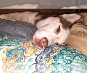 Siberian Husky Puppy for sale in OWENSBORO, KY, USA