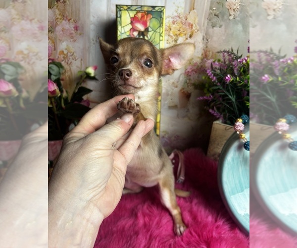 Medium Photo #2 Chihuahua Puppy For Sale in TRACY, CA, USA