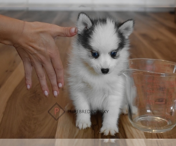 Medium Photo #1 Pomsky Puppy For Sale in KANSAS CITY, MO, USA