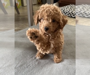 Poodle (Miniature) Puppy for sale in WINSTON SALEM, NC, USA