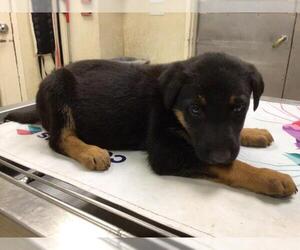Medium German Shepherd Dog