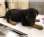 Small German Shepherd Dog