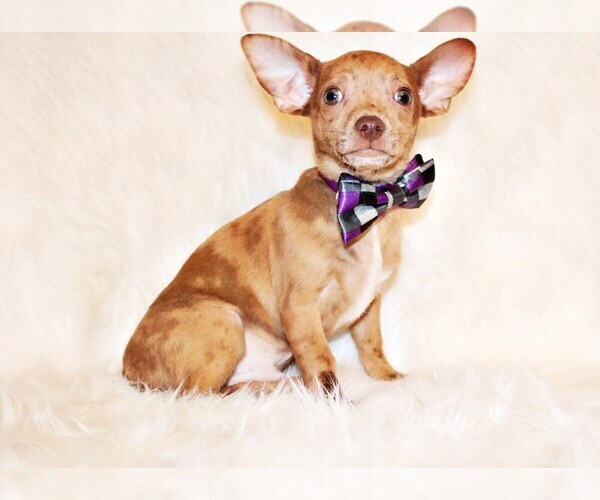 Medium Photo #1 Chihuahua Puppy For Sale in CHARLESTON, AR, USA