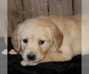 Golden Retriever Puppy for sale in STANLEY, WI, USA