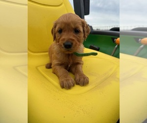 Golden Retriever Puppy for sale in FLORENCE, SC, USA