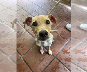Mutt Dogs for adoption in miami, FL, USA