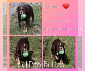 Olde English Bulldogge Puppy for sale in PINE VILLAGE, IN, USA