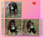 Small Photo #1 Olde English Bulldogge Puppy For Sale in PINE VILLAGE, IN, USA