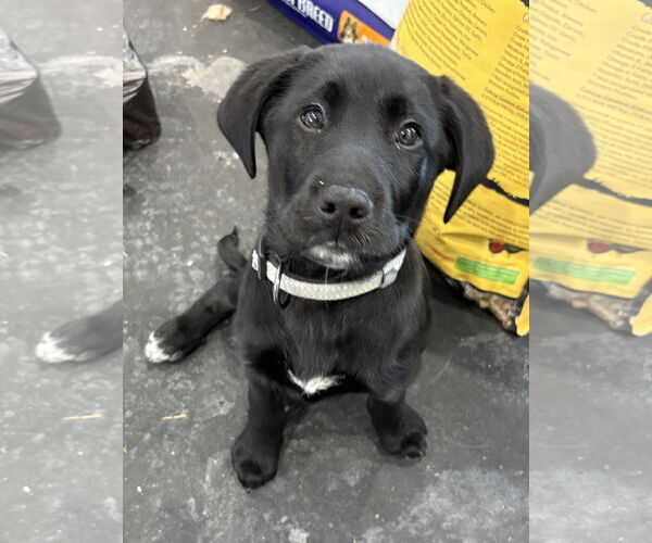 Medium Photo #3 Labradoodle Puppy For Sale in Clarkston, MI, USA