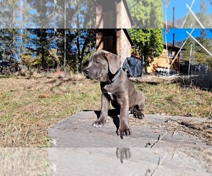 American Pit Bull Terrier-Cane Corso Mix Puppy for sale in MEDFORD, OR, USA