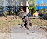 Small American Pit Bull Terrier-Cane Corso Mix