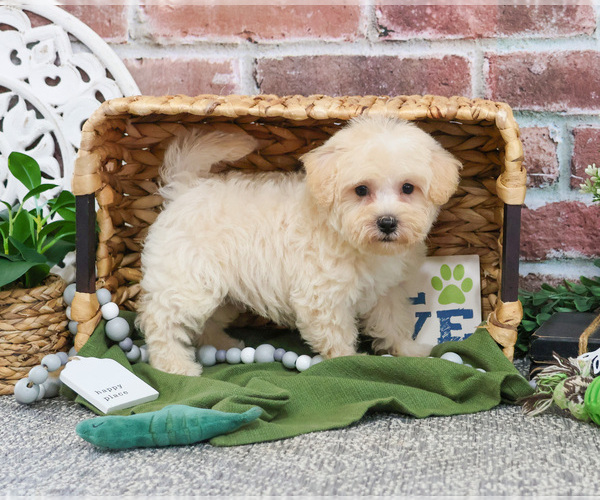 Medium Photo #22 Poodle (Toy)-West Highland White Terrier Mix Puppy For Sale in SYRACUSE, IN, USA
