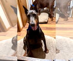 Small #3 Doberman Pinscher