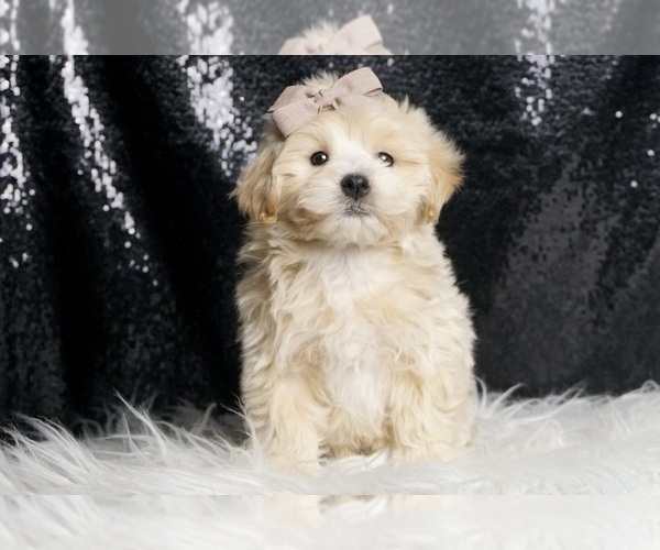 Medium Photo #6 Maltipoo Puppy For Sale in WARSAW, IN, USA