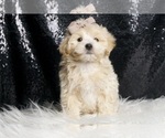 Small Photo #6 Maltipoo Puppy For Sale in WARSAW, IN, USA