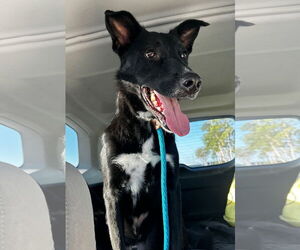 Australian Kelpie-Labrador Retriever Mix Dogs for adoption in Newport Beach, CA, USA