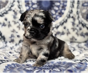 French Bulldog Puppy for sale in NEWTON, NJ, USA