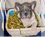 Small Photo #9 French Bulldog Puppy For Sale in ELM GROVE, WI, USA