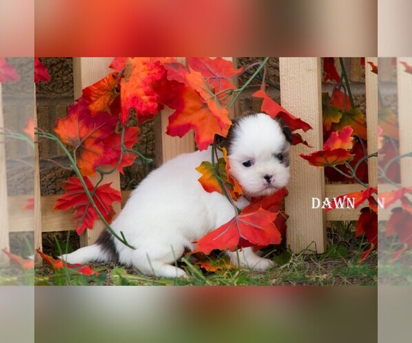 Medium Photo #5 Shih Tzu Puppy For Sale in CLARE, MI, USA