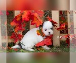 Small Photo #5 Shih Tzu Puppy For Sale in CLARE, MI, USA
