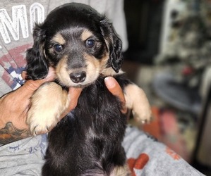 Dachshund Puppy for sale in EDMOND, OK, USA