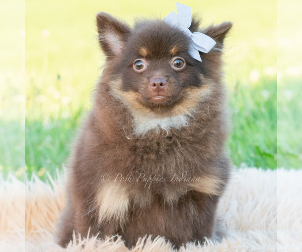 Medium Photo #60 Pomeranian Puppy For Sale in WARSAW, IN, USA