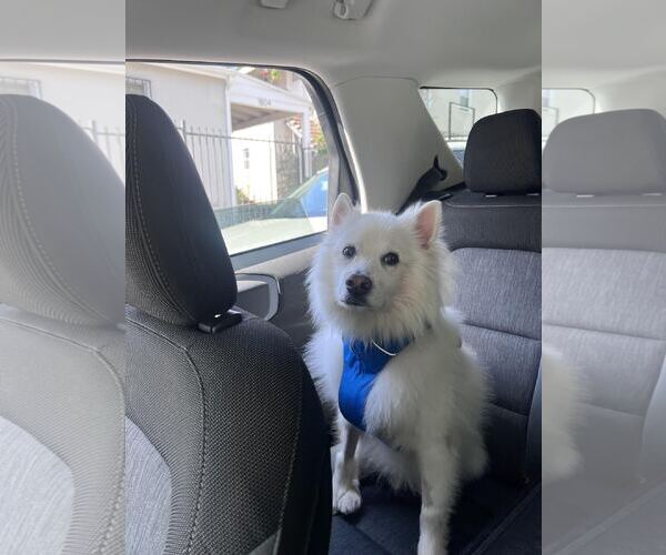 Medium Photo #4 American Eskimo Dog Puppy For Sale in Pikesville, MD, USA