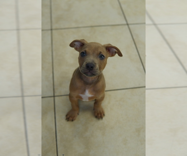 Medium Photo #2 American Bully-Bullboxer Pit Mix Puppy For Sale in CLIFTON, NJ, USA