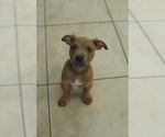 Small #1 American Bully-Bullboxer Pit Mix