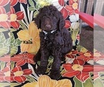 Puppy Kaia Goldendoodle
